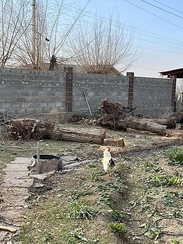 тополя на дрова: Дрова Тополь — 2