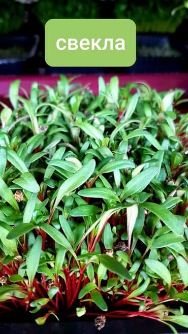 превосходный сорт яблок: Продается вкусная красивая и очень полезная микрозелень в большом — 3