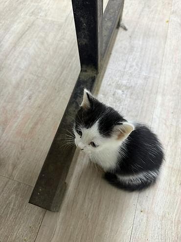 милые котики: Мкрн Улан 2 . 7 апреля 2/29 приезжайте забирайте малышейочень — 2