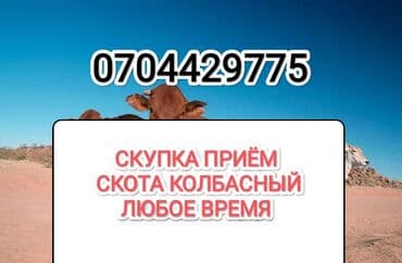 Куплю | Коровы, быки, Лошади, кони, Другие с/х животные | Круглосуточно, Любое состояние, Забитый