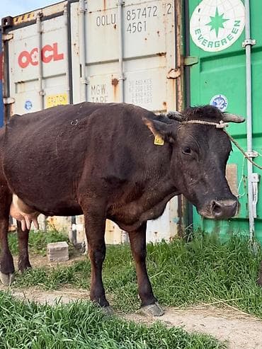 парода уйлар: Продаю | Корова (самка) | Полукровка | Для молока | После отела — 3