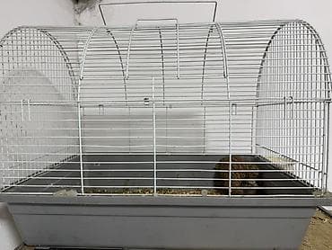 каракол котята: Перепелка самка продам с клеткой срочно город Токмакs — 1