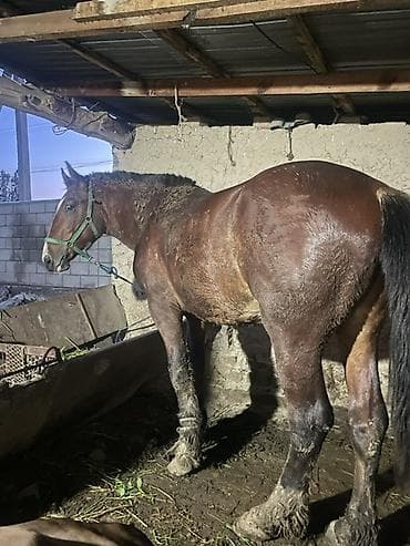 бараны кара балта: Продаю | Жеребец — 2