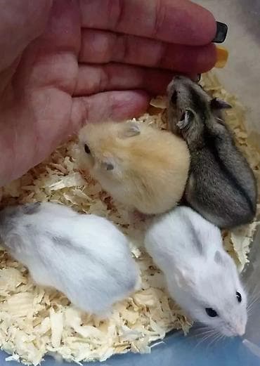 Продаются хомячки сирийские, ангорские пушистые хомячки, джунгарские