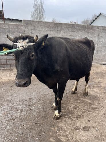 коровы молочной породы купить: Продаю | Корова (самка) | Для молока | Привязанные — 5