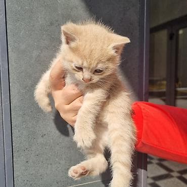 белый хомяк: Очаровательные котята, короткошёрстные, с плюшевой мягкой шерстью и — 1