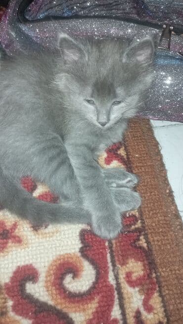 отдам котят в добрые руки: Котята домашние, возраст приблизительно 1,5–2 месяца. - Окрас — 4