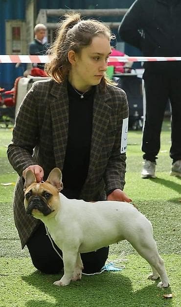 собака токмок: Продаются щенки французского бульдога от привозных молодых родителей — 4