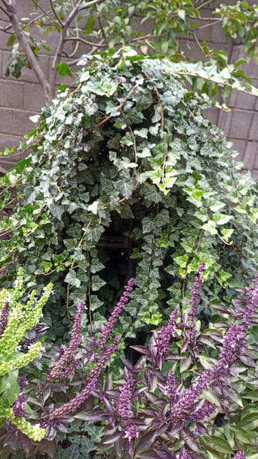 вьющиеся розы бишкек: Саженцы цветка: Плющ — 2