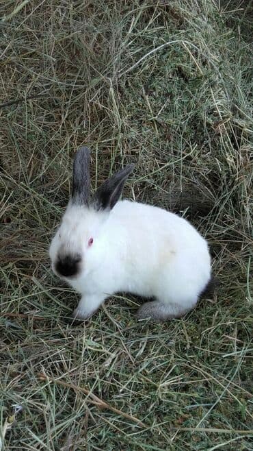 декоративные заборы: Кролики — 21