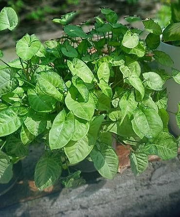 сингониум серый призрак цена: Продаю — 2