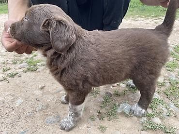 Продажа собак: Курцхаар, 1 месяц, Самка, С прививкой — 2