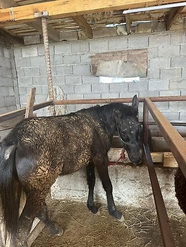 тайган ит: Сатам | Тай | Аргын | Көбөйтүү үчүн — 4