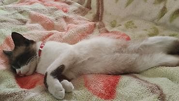 сколько стоит сиамские коты: Кошка даром: Сиамская, 4 месяца, Мальчик, Приучена к лотку — 10