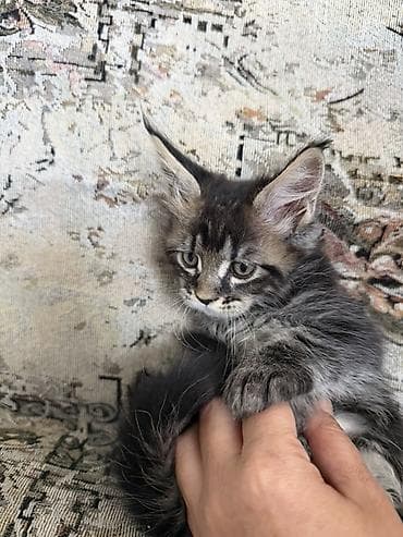 продажа кормов для сельскохозяйственных животных: Котята породы мейн-кун. 1девочка и 3мальчика. 2месяца. К лотку — 1