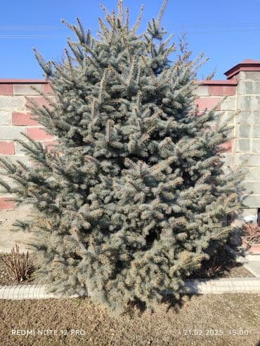 цветы искусственные бишкек: Голубой ель — 4