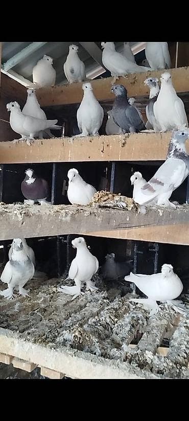 мышык сатып алам: Племенных голубей старопородный — 9
