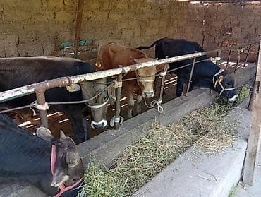 купить карова: Продаю | Бык (самец) | Швицкая | На откорм — 5