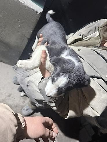 Отдам щенят в хорошие руки. 
Игривые активные хорошие сторожа