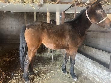 сатылат уй: Сатам | Бээ (ургаачы) | Союуга | Жасалма жол менен боозутуу — 3