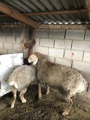 Куплю с/х животных: Продаю | Баран (самец) | Арашан | Для разведения | Осеменитель, Матка — 2