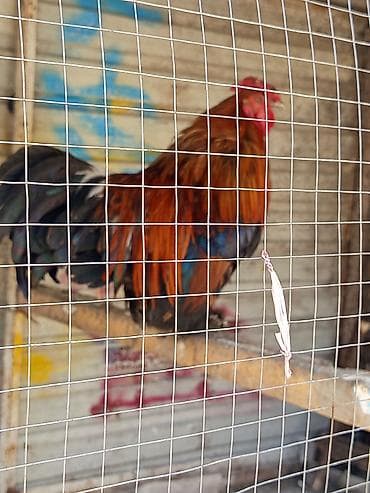 перо: Продаю | Петух | Для разведения — 1