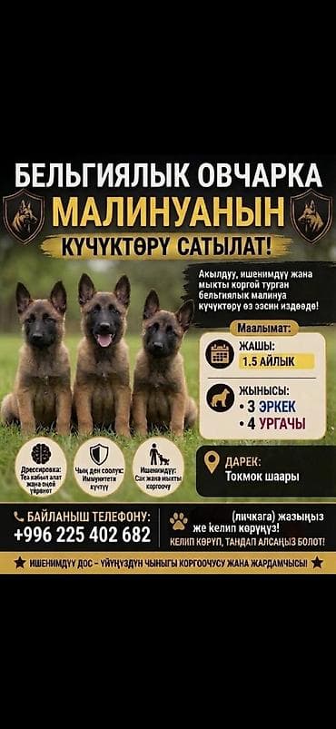 питомники собак в бишкеке: Бельгийская овчарка малинуа — щенки. Энеси атасы рабочий малды аябай — 1