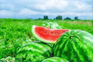 Продукты питания: Арбузы Оптом — 1