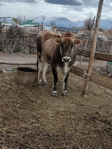 голуби птицы животный: Продаю | Тёлка | Для молока — 5