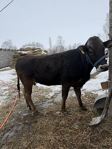 собаки щпиц: Продаю | Бык (самец) | На откорм | Привязанные — 1