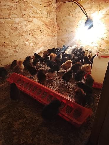 куры живые: Продаю | Цыплята | Для разведения — 1