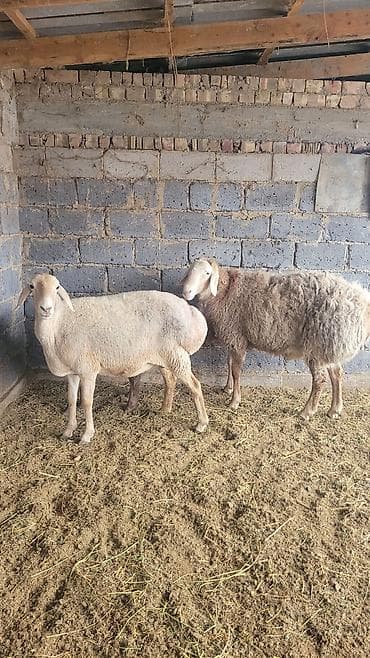 ягнято: Продаю | Овца (самка) | Для разведения | Матка — 1