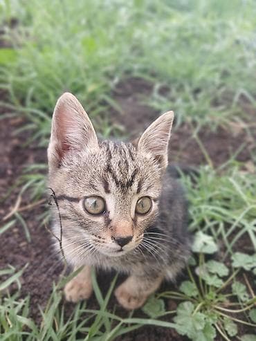 трехцветная кошка купить: Котёнок, тигровый окрас (серо-коричневый табби) с выразительными — 1