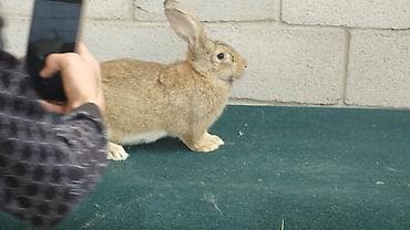 хомяк цена бишкек: Продаю | Крольчиха (самка) | Для разведения | Племенные — 1