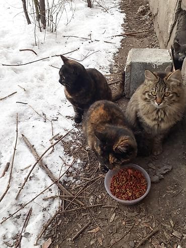 тайский кот: Беспородная, 6 месяцев, Девочка, Приучена к лотку — 3