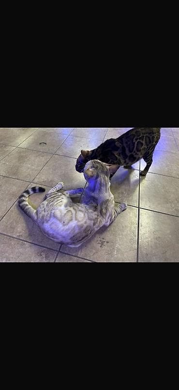 бингальская кошка: Бенгальская, 1 год, Мальчик, Приучена к лотку, Проглистована, С прививками — 5