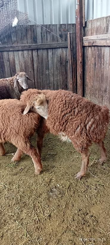 6 месяцев: Продаю | Овца (самка) | Для разведения — 2