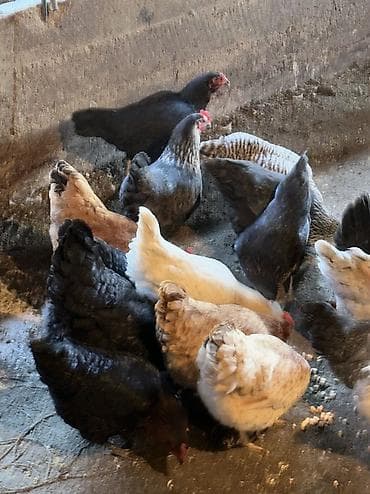 Аквариумы: Домашние куры и петухи — 9