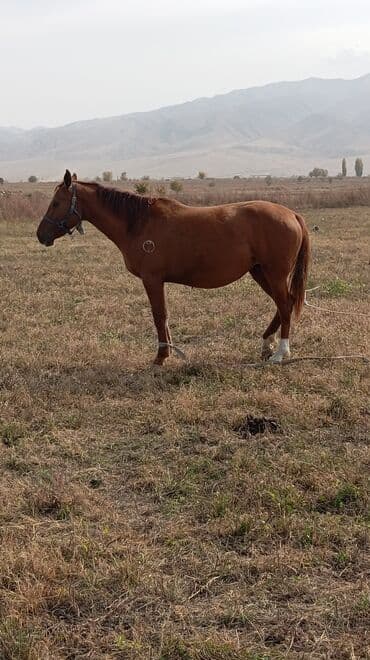 дом животных: Продаю | Жеребец | Дончак | Для разведения | Племенные — 3