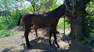 Продаю | Жеребенок