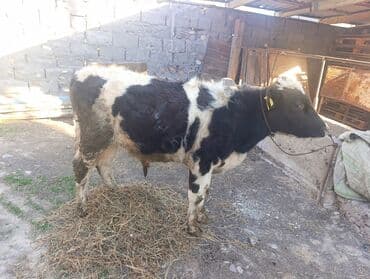 щенки стаффордширского терьера: Продаю | Бык (самец) — 3