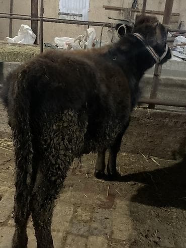 седло для осла: Молодой осёл (вьючный тип) - Порода: домашний осёл, тёмный окрас с — 3