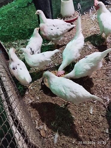 кой романовский: Продаю курочек 3 месяца хай лайн соня. 14 штук. и леггорн 10 - — 5