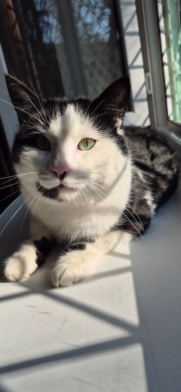 купить котенка вислоухого: Кошка даром: Беспородная, 4 года, Мальчик, Проглистована — 2