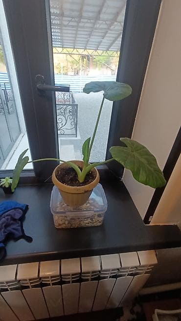 фикус для офиса: Набор комнатных растений в горшках: каменная роза 100 сом. бамбук — 5