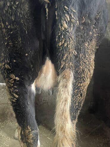 корм для домашних животных: Продаю | Корова (самка) | Полукровка | Для разведения, Для молока — 7