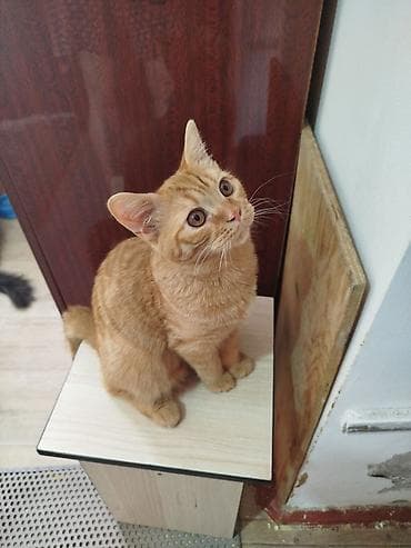 я ищу котенка: Скотиш Страйт (Шотландская прямоухая), 6 месяцев, Мальчик, Рыжий, Приучена к лотку, Проглистована — 8