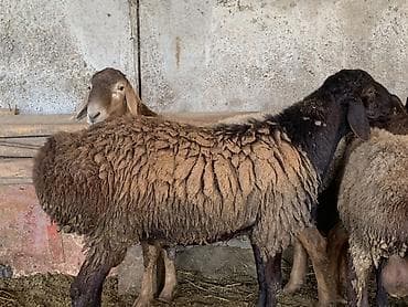 нужен кот: Продаю | Баран (самец), Овца (самка), Ягненок | Для разведения — 1