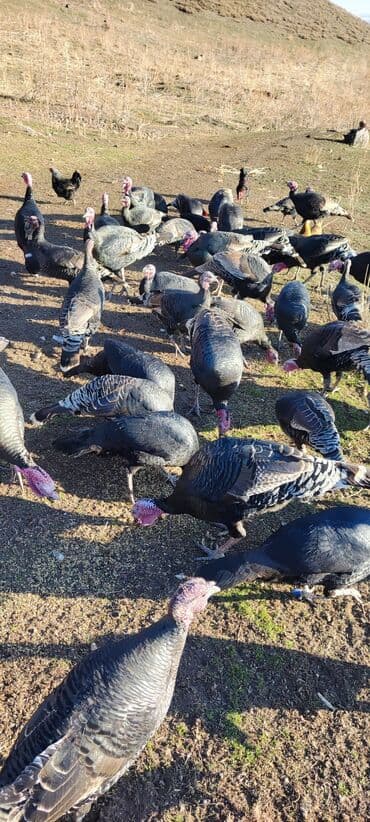 мал айдана ит керек: Продаю | Индюк (самец) | Племенные — 4