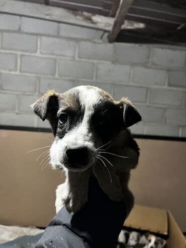 сколько стоит щенок хаски в бишкеке: Щенки дворняги ждут свой новый дом. Нашел на мусорке их. Согрел — 5